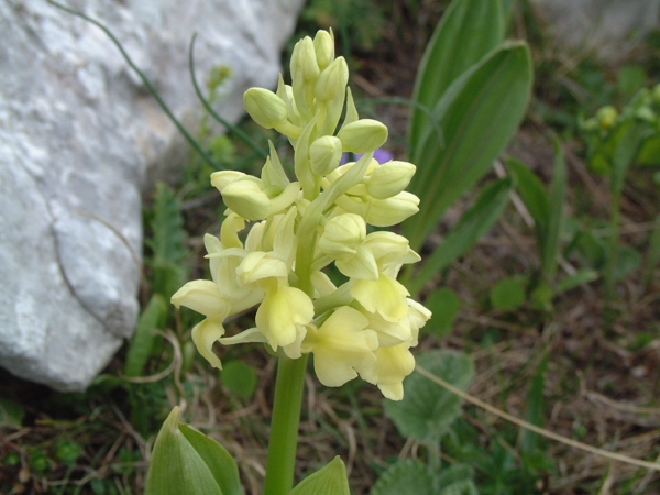 Orchis pallens